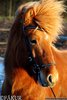 Nordic Horse Han. Nasenriemen mit blau-opaken Steinchen