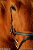 Nordic Horse engl. komb. Nasenriemen mit blau-opaken Steinchen